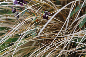 Carex 'Bronzita'