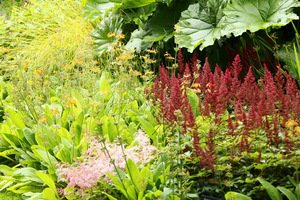 Ciemne kwiatostany tawułki (Astilbe)