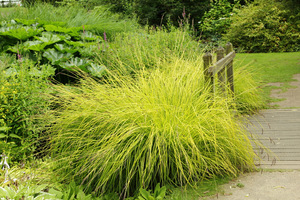 Carex elata 'Aurea' - turzyca sztywna