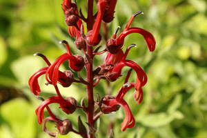 Diabelski tytoń czyli Lobelia tupa to w naturze duża, kępiasta bylina, pochodząca z wysokich Andów