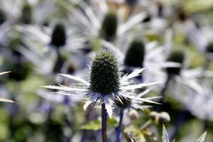 Eryngium zabelii