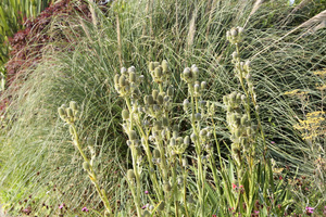 Eryngium agavifolium