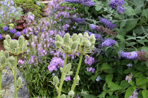 Eryngium agavifolium