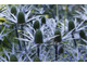 Eryngium zabelli 'Big Blue'