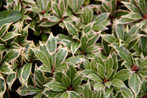 Pieris japonica 'Variegata'