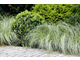 Carex 'Frosted Curls'