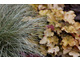 Carex 'Frosted Curls' i Heuchera 'Caramel'