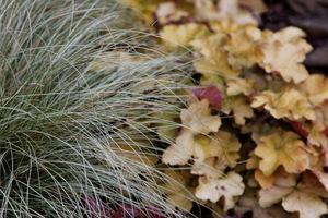 Carex 'Frosted Curls' i Heuchera 'Caramel'