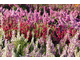 Wrzosy (Calluna)