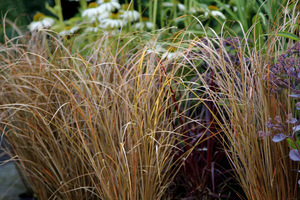 Carex buchananii