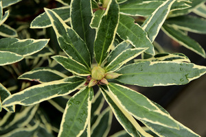 Rhododendron ponticum 'Variegatum'