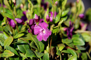 Vinca minor- barwinek