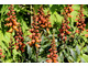 Isoplexis canariensis