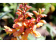 Isoplexis canariensis - kwiatostan