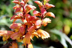 Isoplexis canariensis