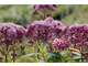 Sadziec purpurowy - okazała, wysoka bylina lubiąca wilgoć