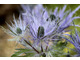 Eryngium alpinum 'Blue Star'