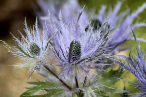 Eryngium alpinum 'Blue Star'