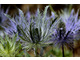 Eryngium alpinum 'Blue Star'