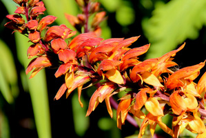 Isoplexis canariensis