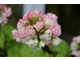 Pelargonium 'Appleblossom'