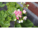 Pelergonium 'Appleblossom'