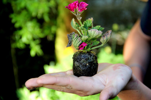 Ukorzeniona sadzonka pelargonii