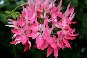 Pelargonium 'Ade's Elf'