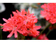 Pelargonium 'Grandad Mac'