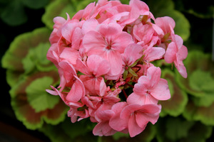 Pelargonium 'Mrs Quilter'