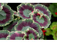 Pelargonium 'Dolly Varden' - liście