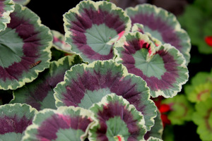 Pelargonium 'Dolly Varden' - liście