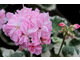 Pelargonium 'Chelsea Gem'