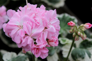 Pelargonium 'Chelsea Gem'