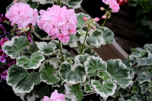 Pelargonium 'Chelsea Gem'