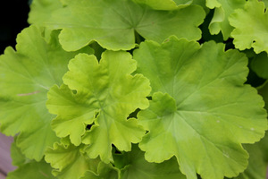 Pelargonium 'Buttercup'