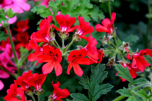 Pelargonium 'Scarlet Unique'