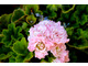 Pelargonium 'Millfield Rose'