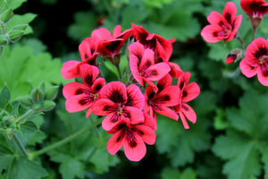 Pelargonium 'Crimson Unique'