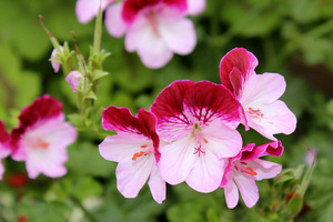 Pelargonium Angeleyes Burgundy 'Pacburg'