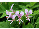 Pelargonium 'Grace Thomas' - zapach cytryny