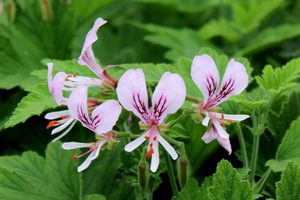 Pelargonium 'Grace Thomas' - zapach cytryny