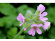 Pelargonium 'Attar of Roses' (niesamowity zapach róży)