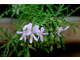 Pelargonium radens - zapach różany