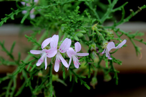 Pelargonium radens - zapach różany