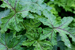 Pelargonium 'Giant Oak' - niezwykłe liście pachnące piernikiem