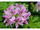 Pelargonium 'Camphor Rose' ma zapach kamforowej róży