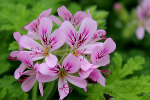 Pelargonium 'Camphor Rose' ma zapach kamforowej róży