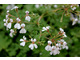 Pelargonium 'Olga Shipstone' - zapach jabłkowy