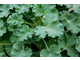 Pelargonium 'Olga Shipstone'  - zapach z przewagą bzu